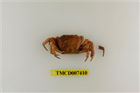 藏品(光滑表方蟹)的圖片